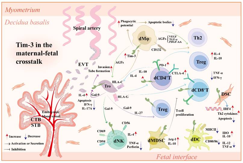 Int J Biol Sci Image