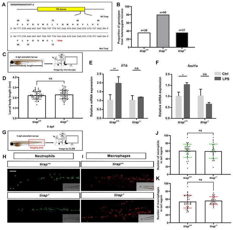 Int J Biol Sci Image