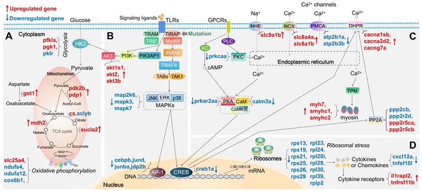 Int J Biol Sci Image