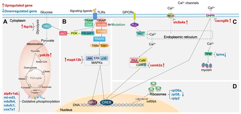 Int J Biol Sci Image