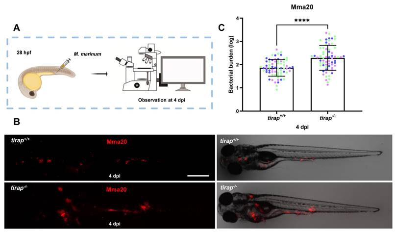 Int J Biol Sci Image