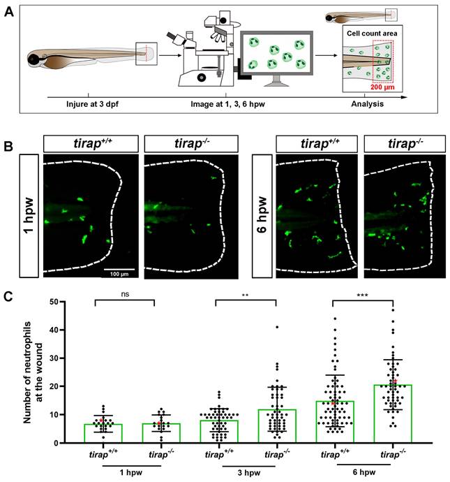 Int J Biol Sci Image