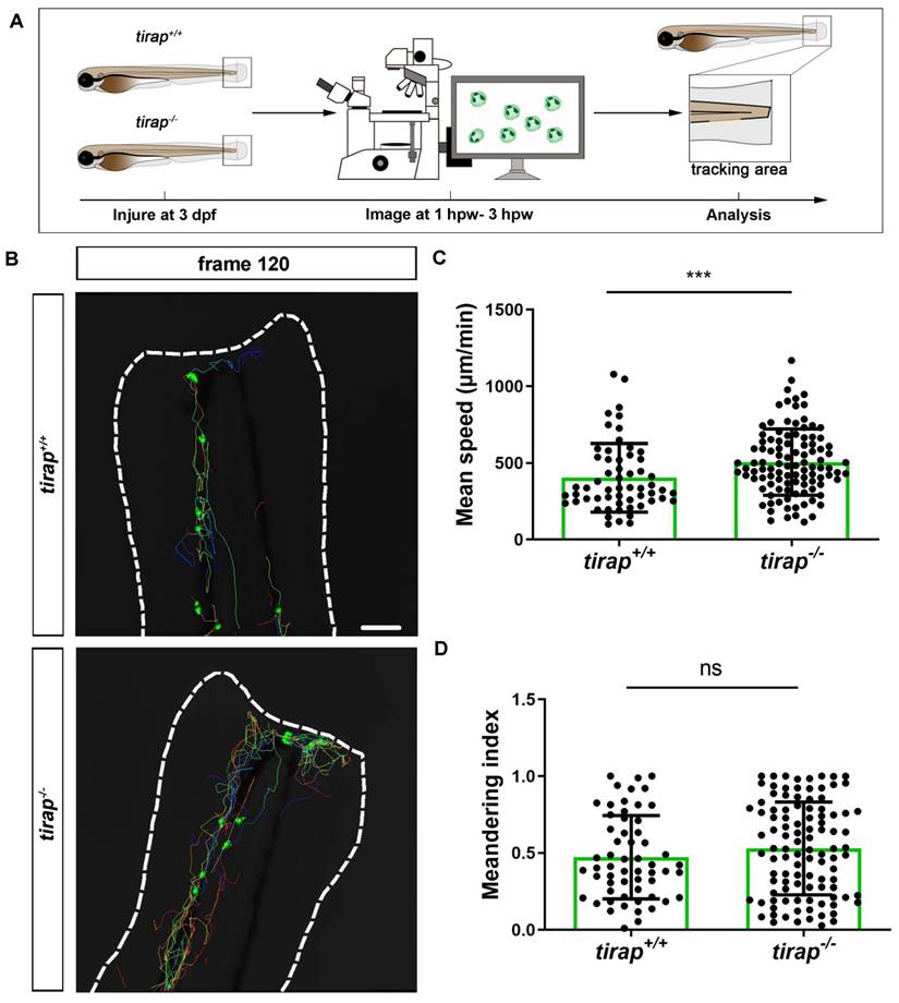 Int J Biol Sci Image