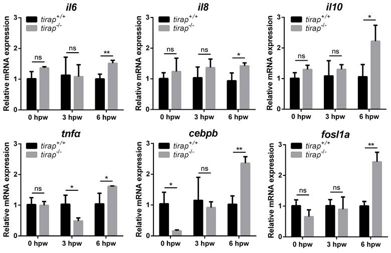 Int J Biol Sci Image