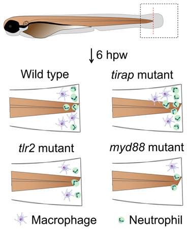 Int J Biol Sci Image