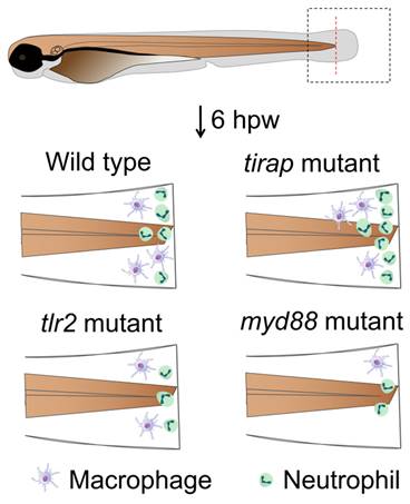 Int J Biol Sci Image