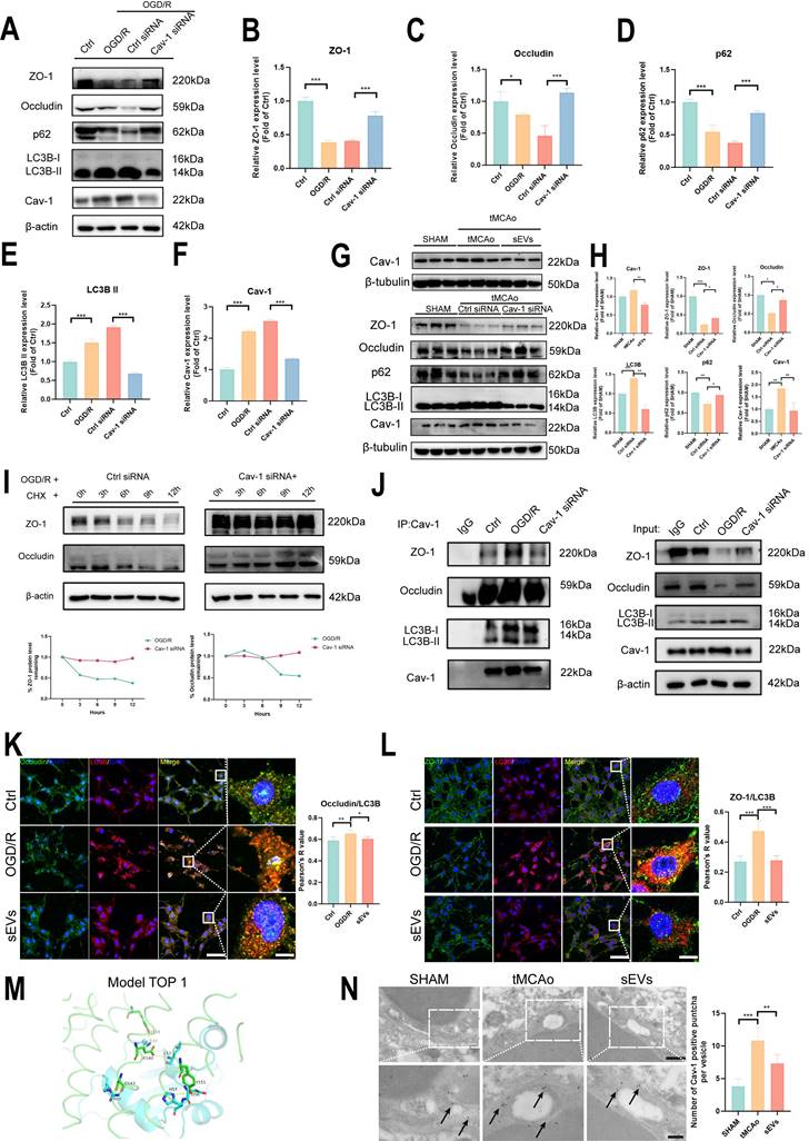 Int J Biol Sci Image