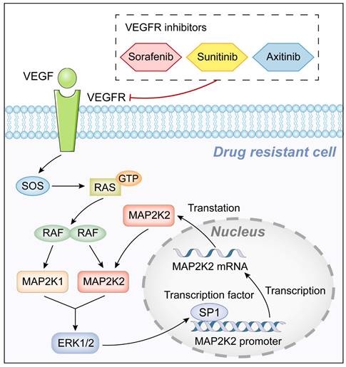 Int J Biol Sci Image