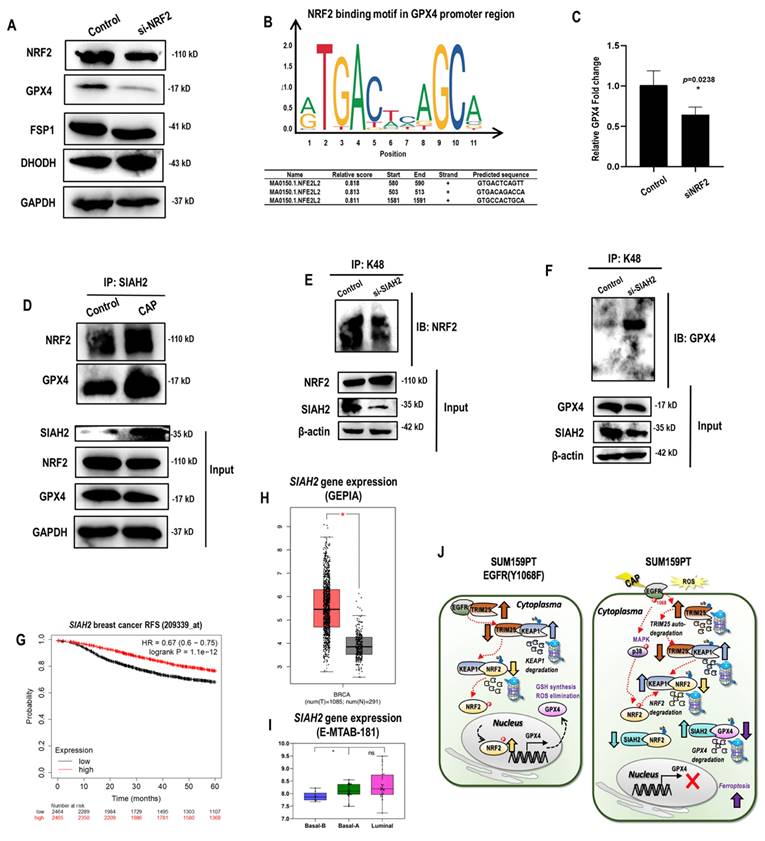 Int J Biol Sci Image