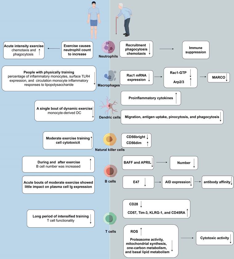 Int J Biol Sci Image