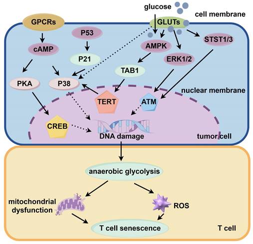 Int J Biol Sci Image