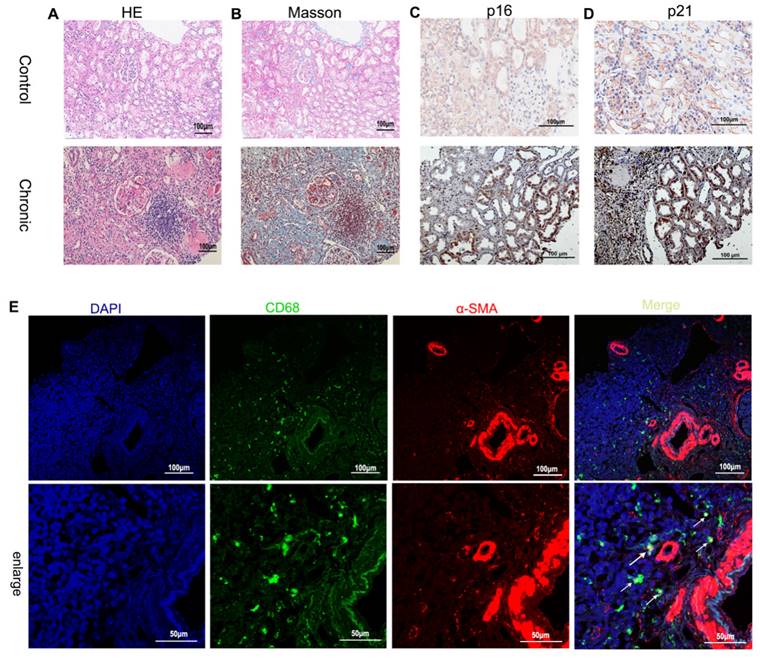 Int J Biol Sci Image