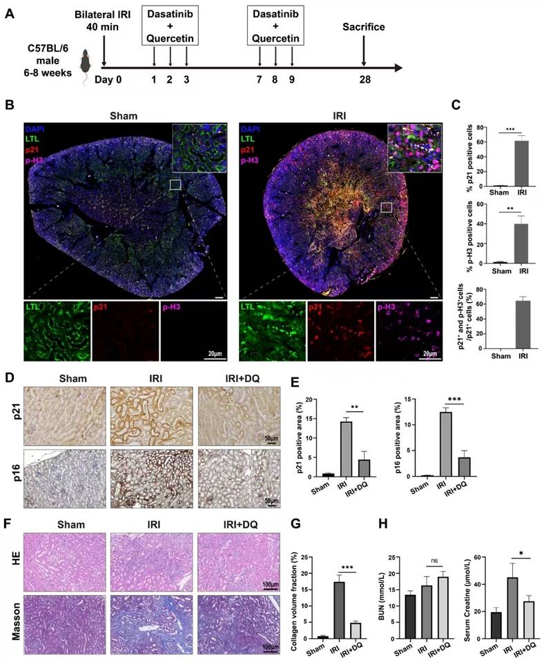 Int J Biol Sci Image