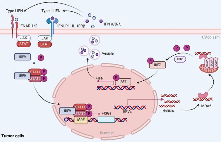 Int J Biol Sci Image