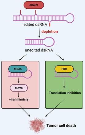 Int J Biol Sci Image