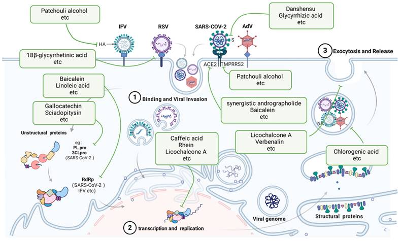 Int J Biol Sci Image