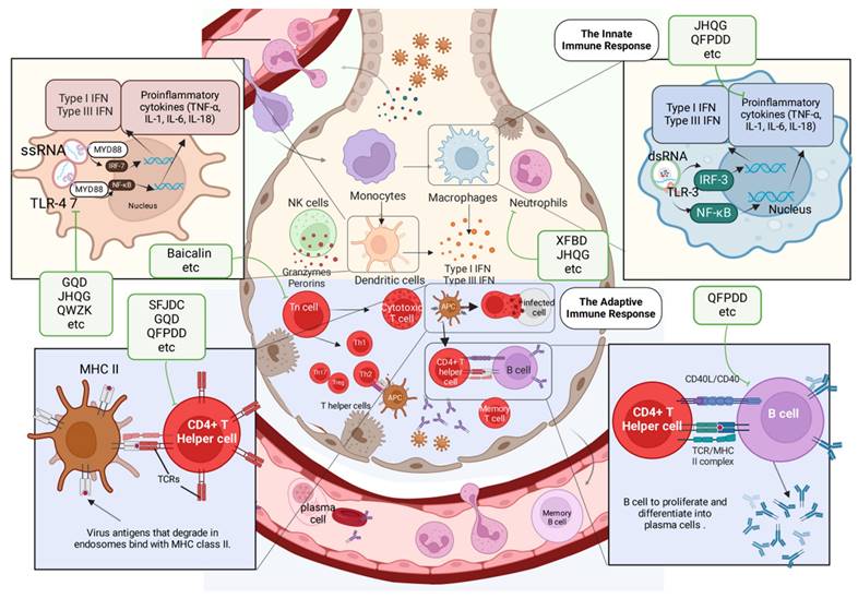 Int J Biol Sci Image