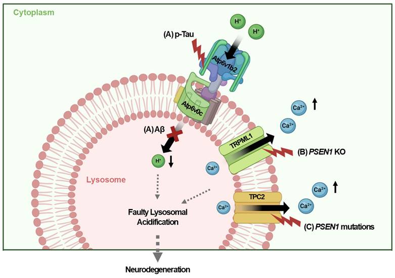 Int J Biol Sci Image