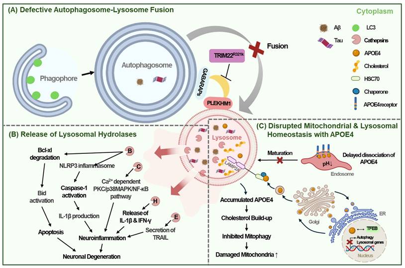 Int J Biol Sci Image