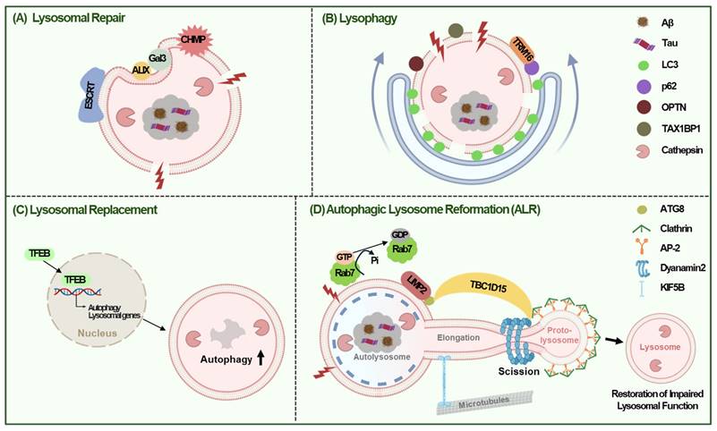 Int J Biol Sci Image