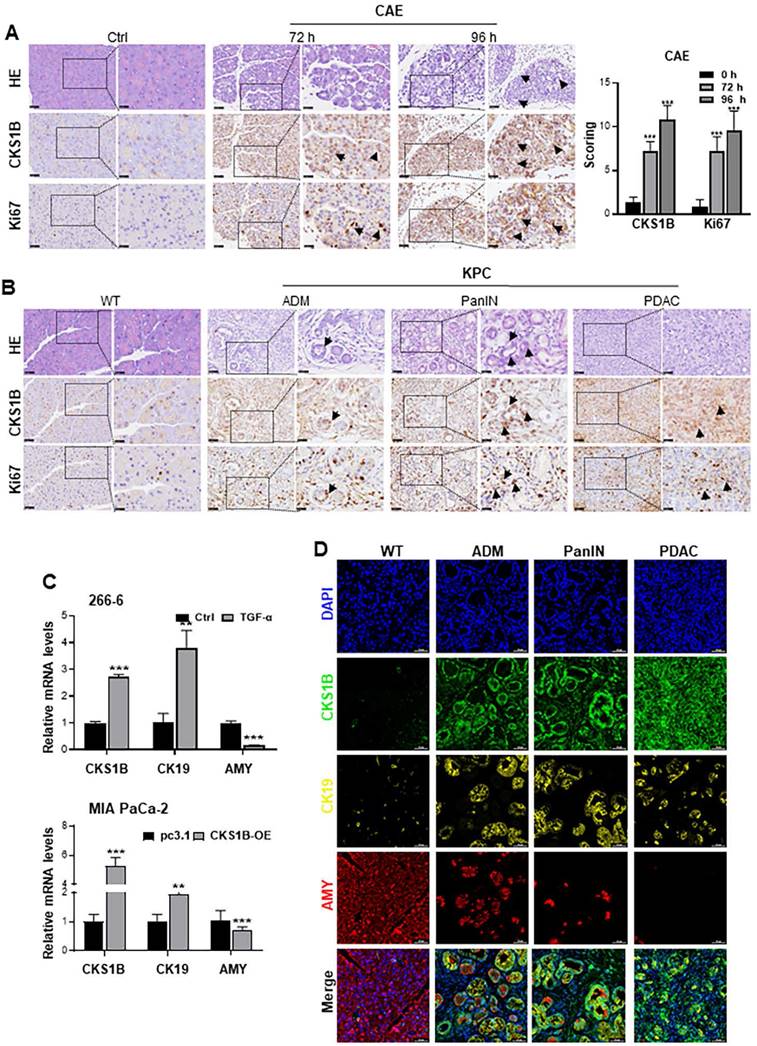 Int J Biol Sci Image