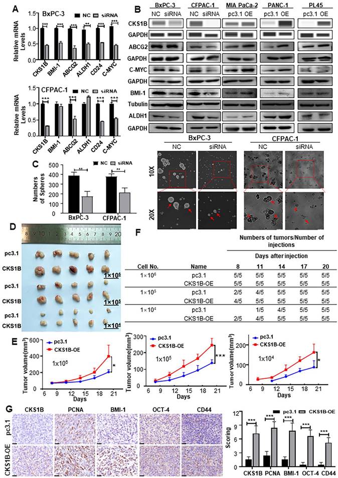 Int J Biol Sci Image