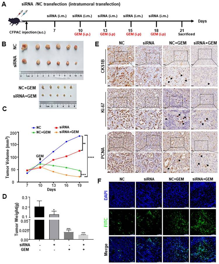 Int J Biol Sci Image