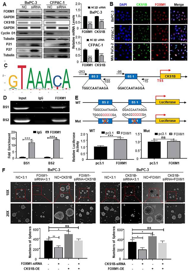 Int J Biol Sci Image