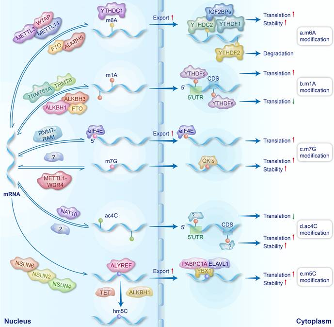 Int J Biol Sci Image