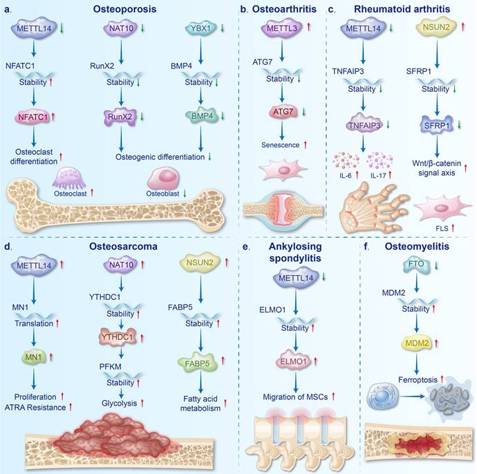 Int J Biol Sci Image