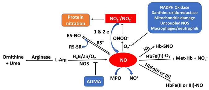 Int J Biol Sci Image