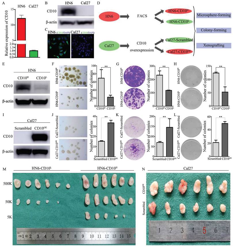 Int J Biol Sci Image