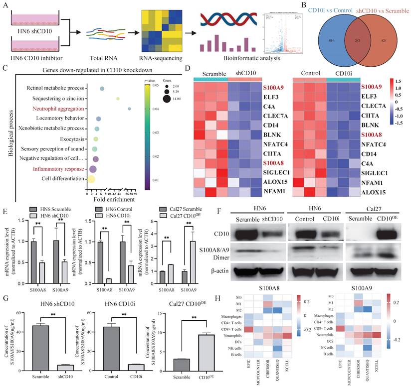 Int J Biol Sci Image