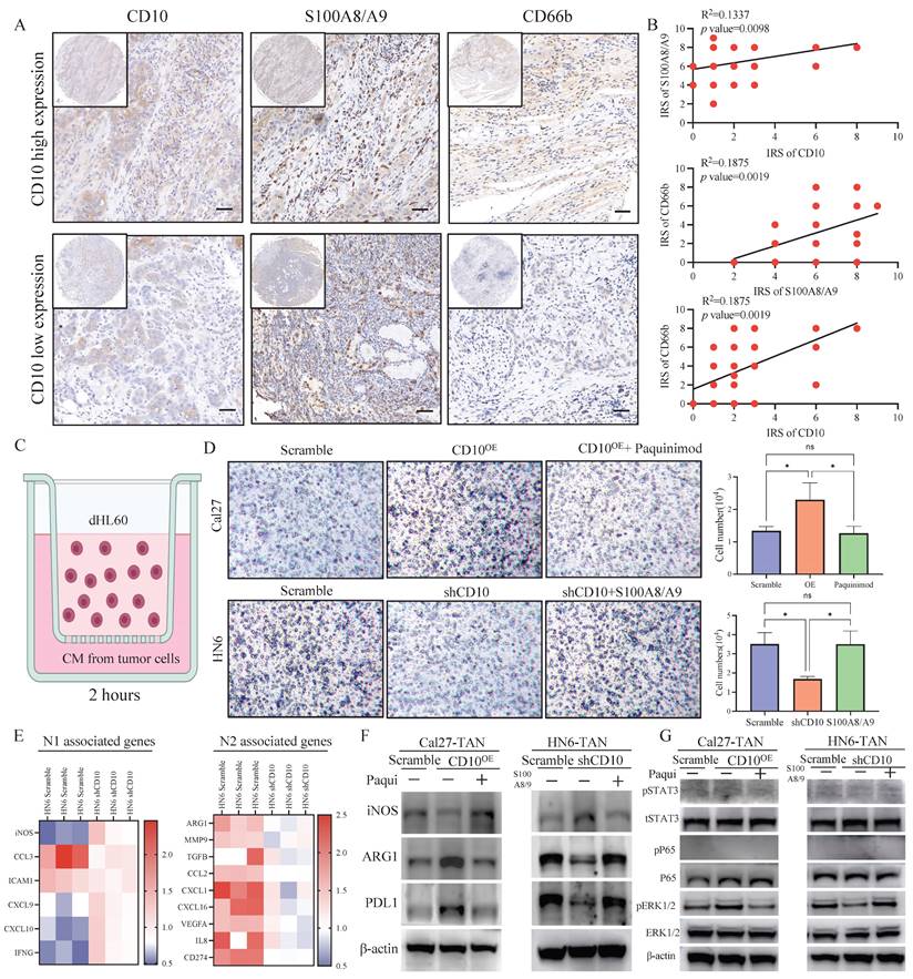 Int J Biol Sci Image