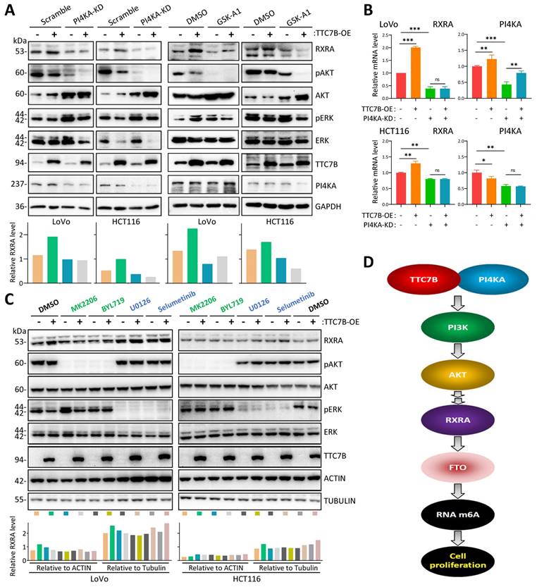 Int J Biol Sci Image