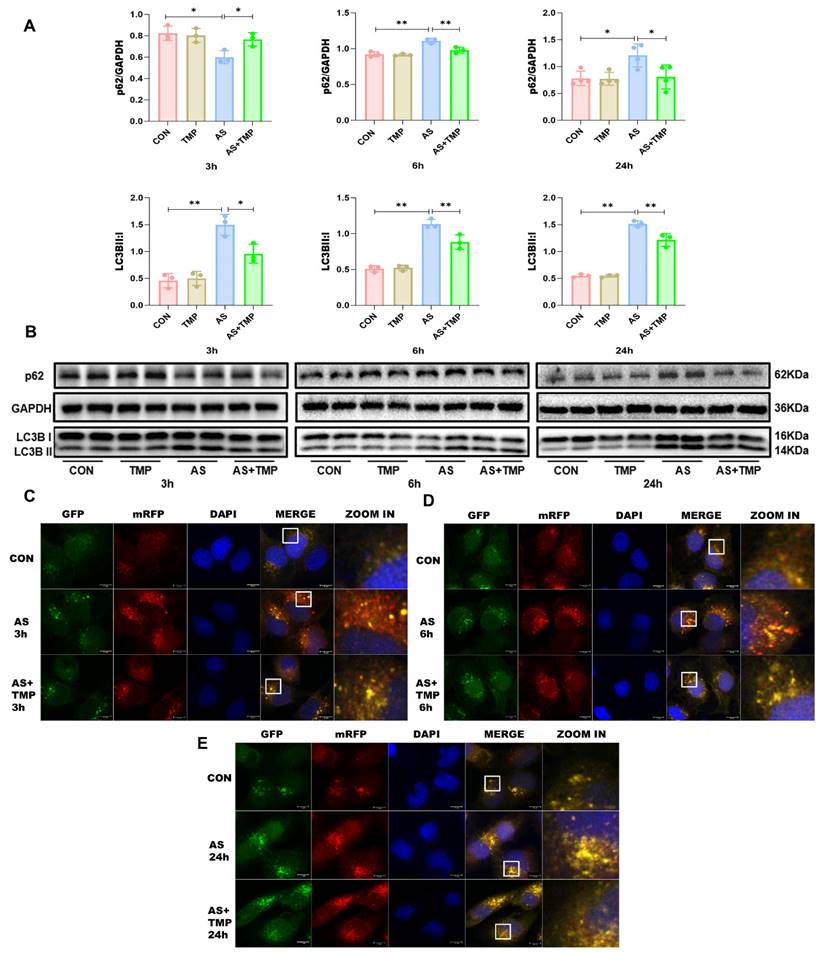 Int J Biol Sci Image