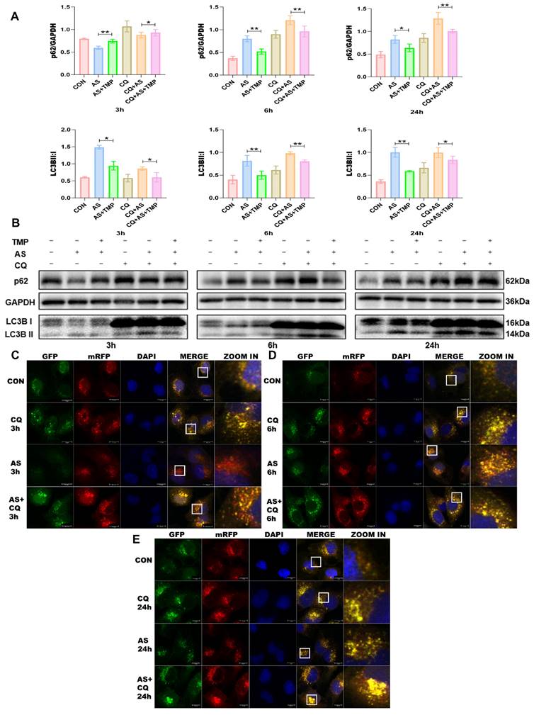 Int J Biol Sci Image