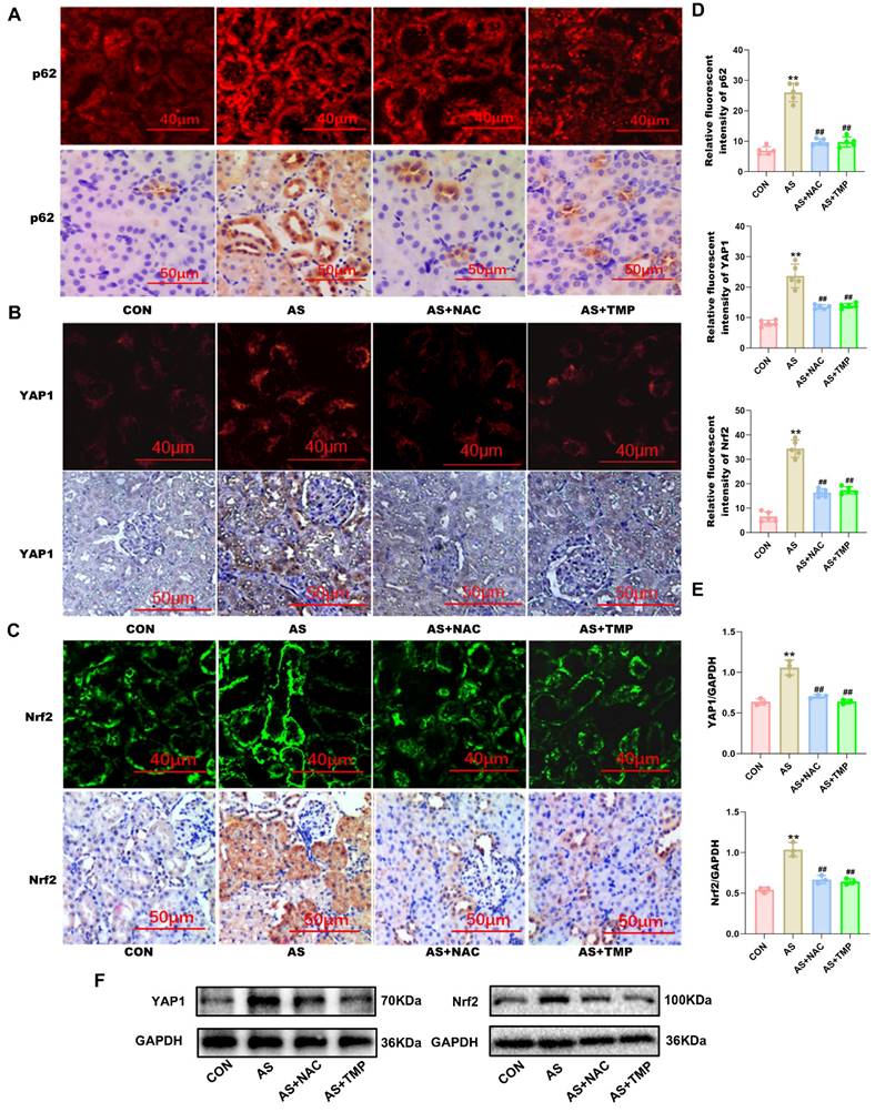 Int J Biol Sci Image