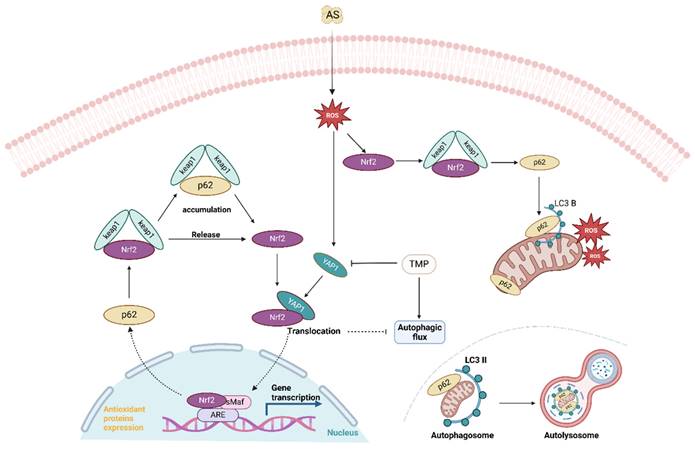 Int J Biol Sci Image