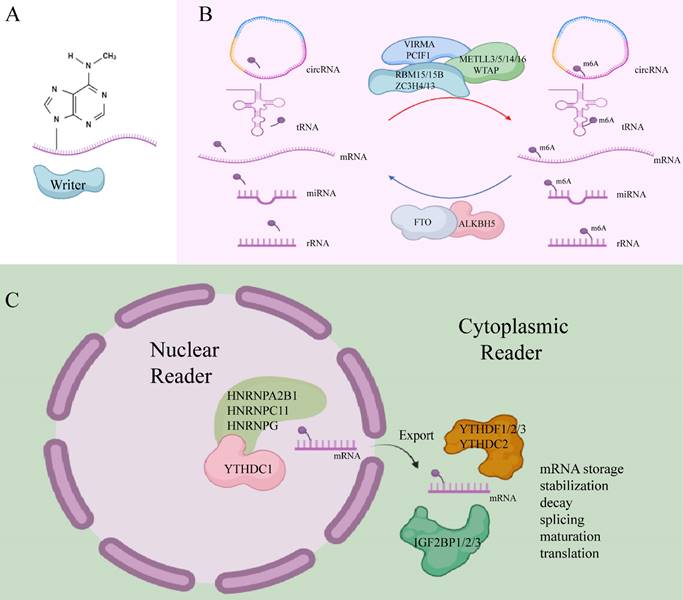 Int J Biol Sci Image