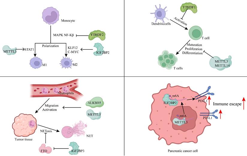 Int J Biol Sci Image