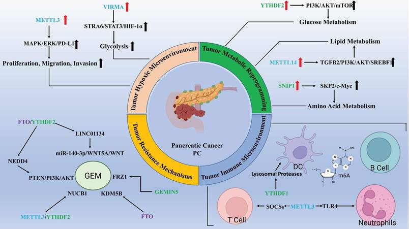 Int J Biol Sci Image