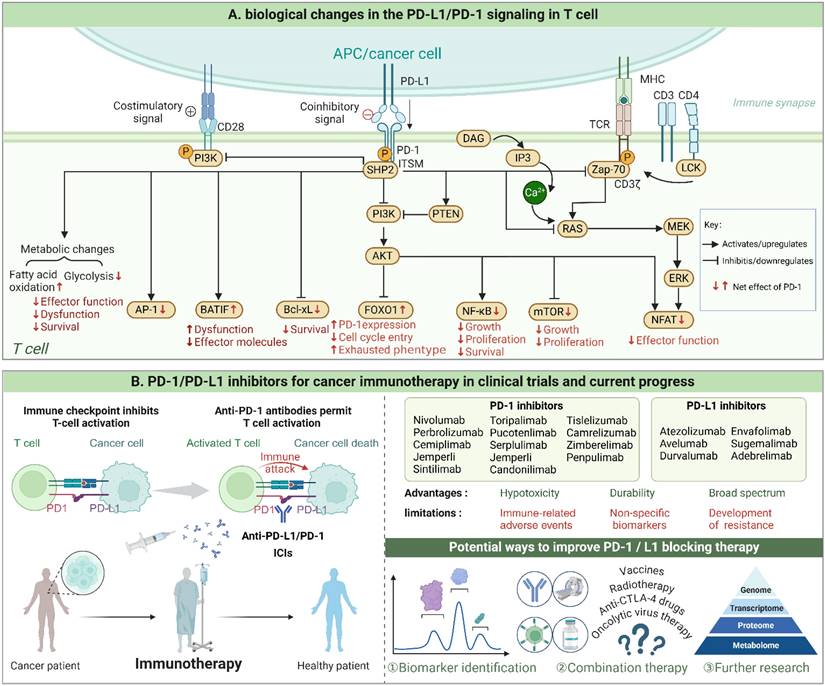 Int J Biol Sci Image