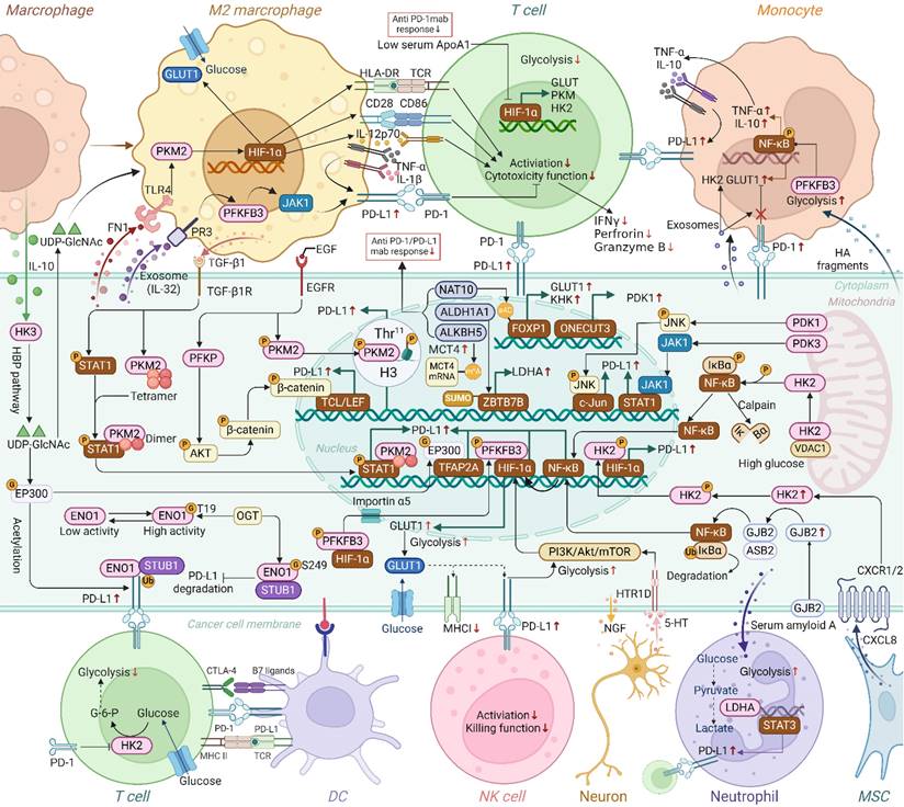 Int J Biol Sci Image