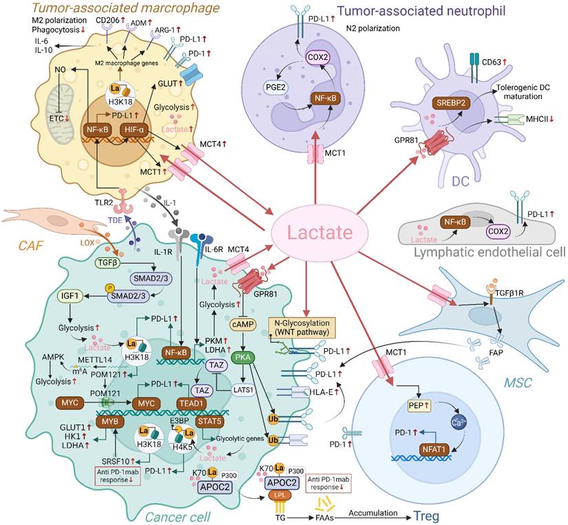 Int J Biol Sci Image