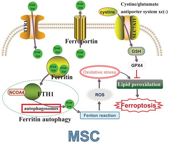 Int J Biol Sci Image