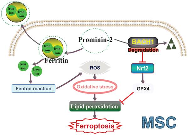 Int J Biol Sci Image