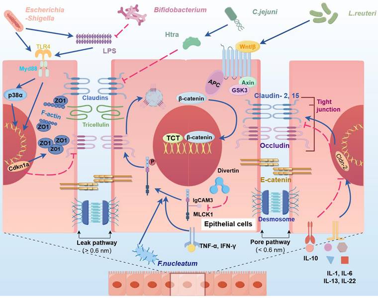 Int J Biol Sci Image