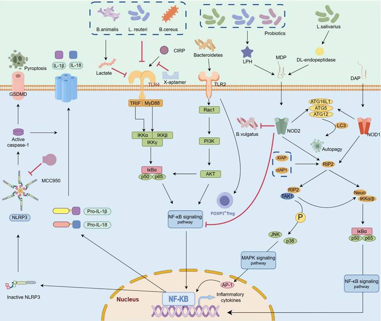 Int J Biol Sci Image