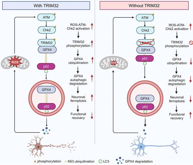 Int J Biol Sci Image